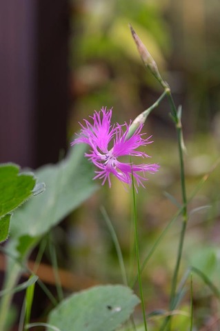 20201001ezokawaranadeshiko01.jpg