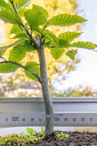 20201002buna_su_7y_01.jpg