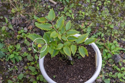 20201002buna_su_7y_04.jpg