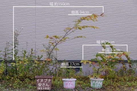 20201002inubuna9y_an_dan_buna7y_su01_re.jpg