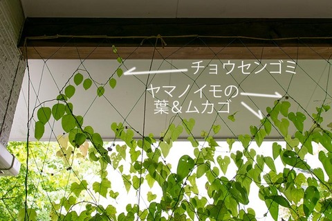 20201004midori03gomishi_mukago.jpg