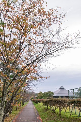 20201005yagasaki-sakura01.jpg