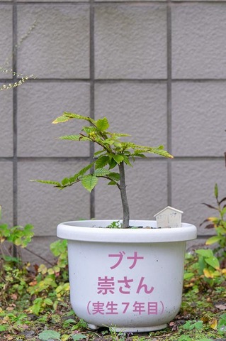 20201012buna_su_7y_00.jpg
