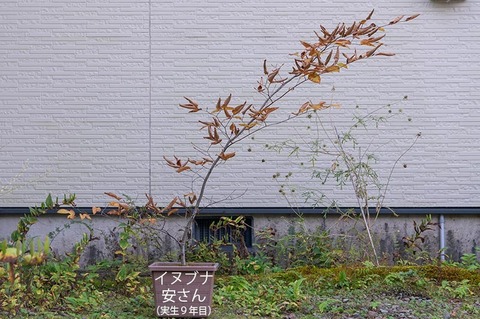 20201012inubuna9y_an_00.jpg
