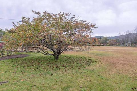 20201019yagasaki-yae-sakuraA01.jpg