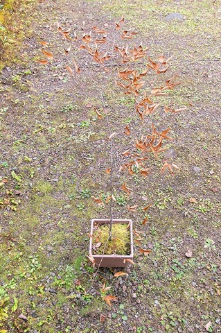 20201022inubuna9y_an_03.jpg