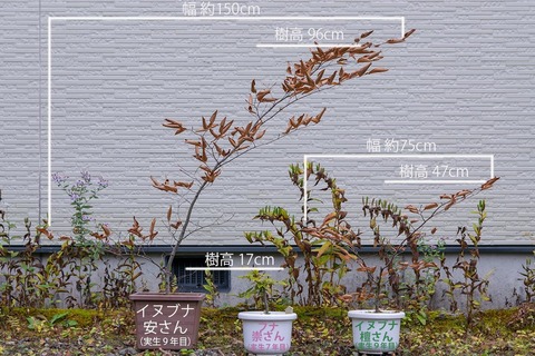 20201022inubuna9y_an_dan_buna7y_su01_re.jpg
