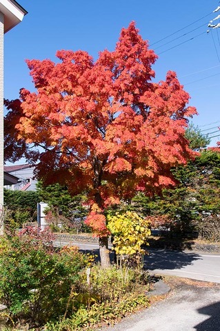 20201026momiji02-0956.jpg