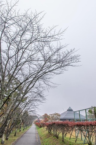 20201029yagasaki-sakura01.jpg