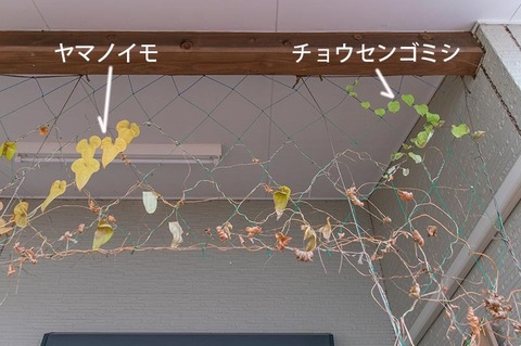20201107midori03chosengomishi_yamanoimo.jpg