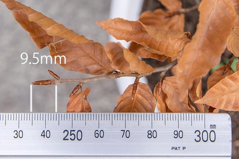 20201119buna_su_7y_03.jpg