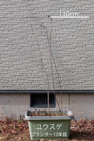 20201126yusuge_planter12y_01.jpg
