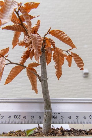 20210320buna_su_8y_04.jpg