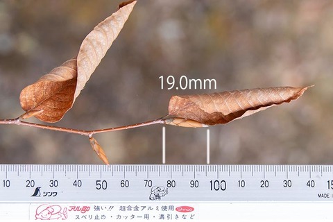 20210320inubuna10y_an_02.jpg