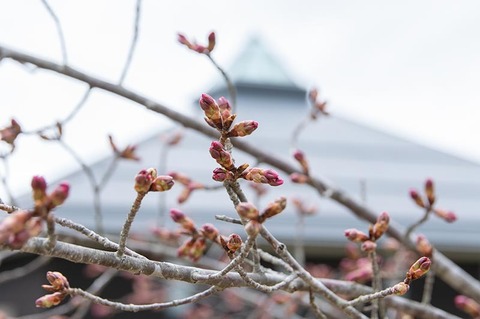 20210404yagasaki-sakura-ooga-west01.jpg