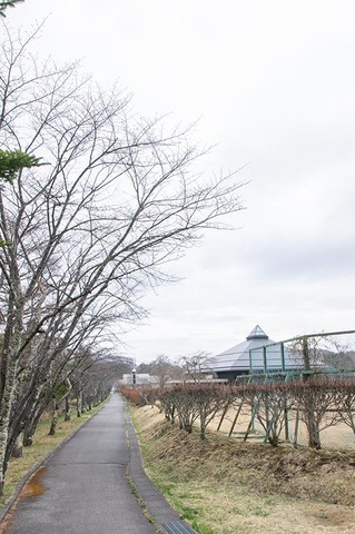 20210404yagasaki-sakura01.jpg
