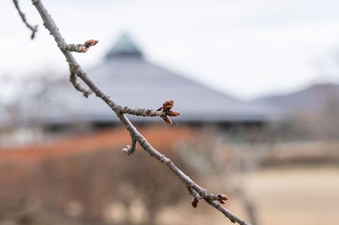 20210404yagasaki-sakura02.jpg