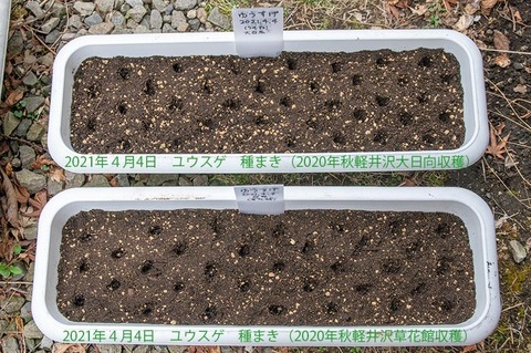 20210404yusuge_planter_1y_20210404_01.jpg
