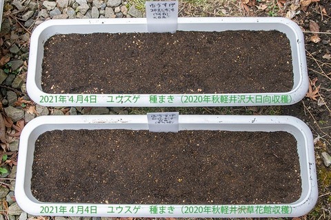 20210404yusuge_planter_1y_20210404_02.jpg
