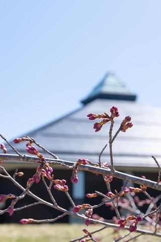 20210410yagasaki-sakura-ooga-west01.jpg