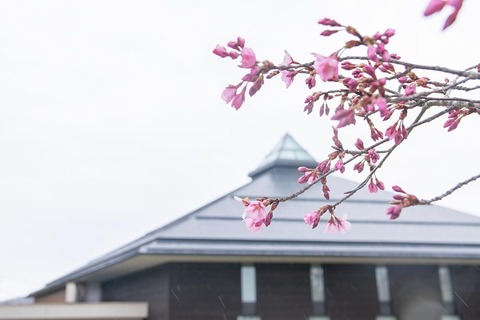 20210413yagasaki-sakura-ooga-west01.jpg