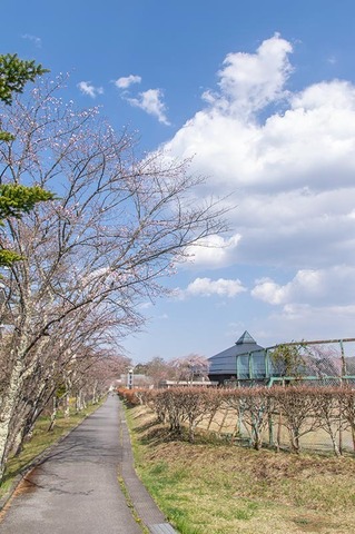 20210420yagasaki-sakura01.jpg