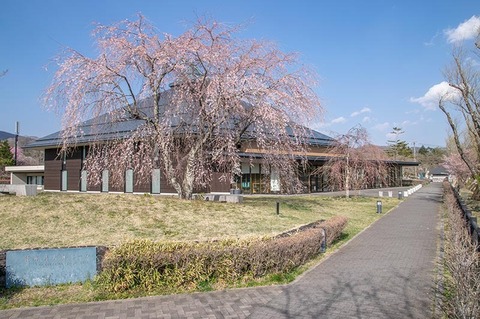 20210420yagasaki-shidare-sakuraB01.jpg