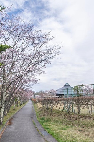 20210422yagasaki-sakura01.jpg