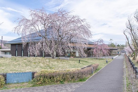 20210422yagasaki-shidare-sakuraB01.jpg