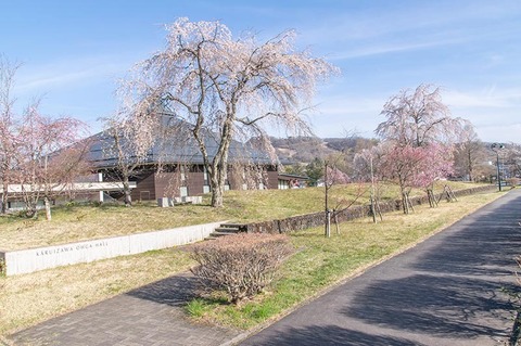 20210424yagasaki-shidare-sakuraA01.jpg
