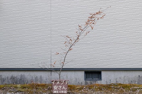 20210425inubuna10y_an_00.jpg