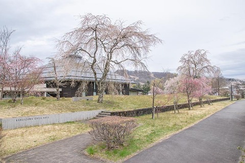 20210428yagasaki-shidare-sakuraA01.jpg