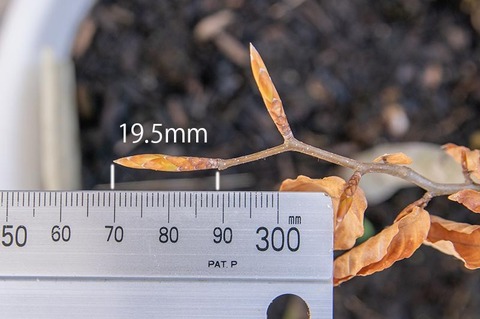 20210430buna_su_8y_04.jpg