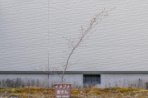 20210502inubuna10y_an_00.jpg