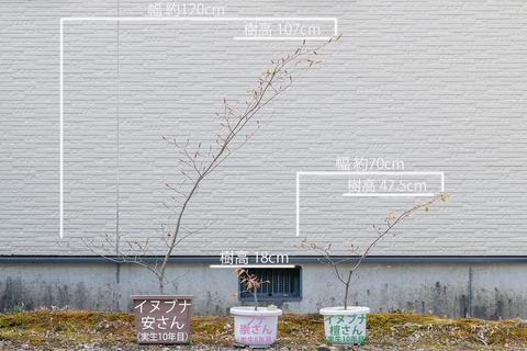 20210502inubuna10y_an_dan_buna8y_su01.jpg