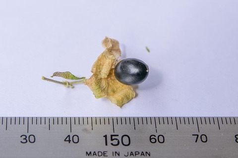 20210503midori_nanbanhakobe01.jpg