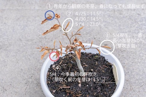 20210504buna_su_8y_03.jpg