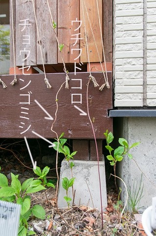 20210505midori_uchiwadokoro01.jpg