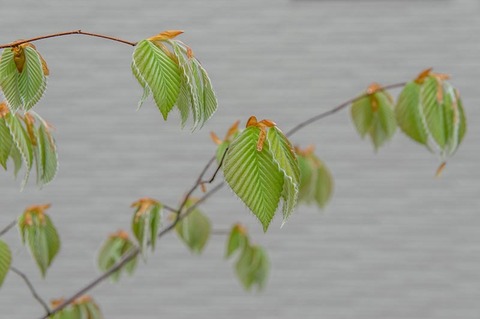 20210507inubuna10y_an_00.jpg