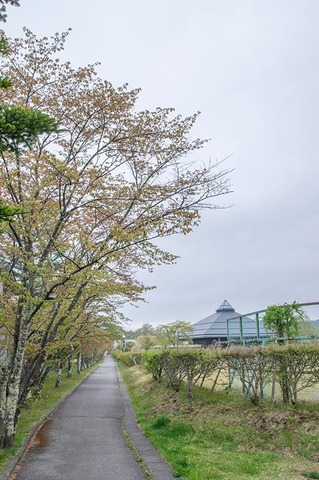20210507yagasaki-sakura01.jpg