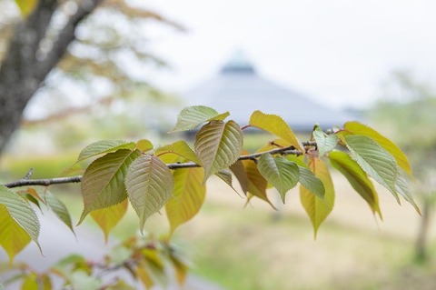 20210507yagasaki-sakura02.jpg