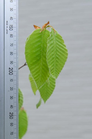 20210510inubuna10y_dan_02.jpg