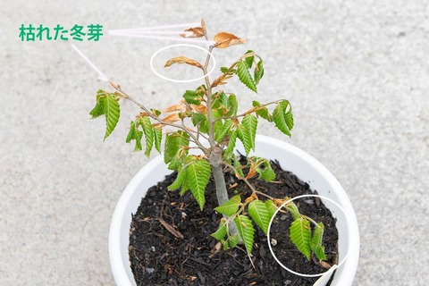 20210512buna_su_8y_01re02.jpg