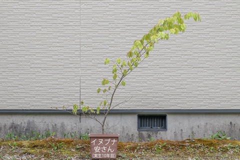 20210512inubuna10y_an_00.jpg