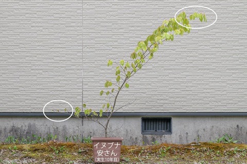 20210512inubuna10y_an_00re.jpg
