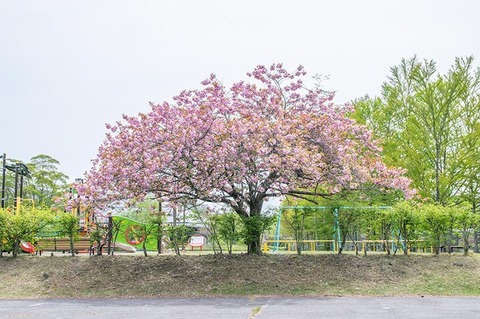 20210514yagasaki-yaezakuraB01.jpg