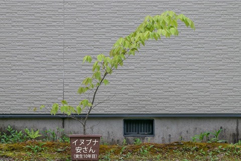20210517inubuna10y_an_00.jpg
