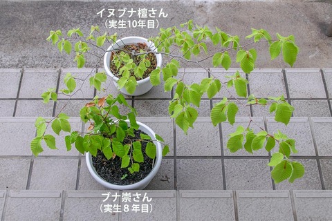 20210517inubuna10y_dan_02.jpg