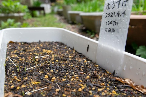 20210517yusuge_planter_1y_20210404_oohinata02.jpg