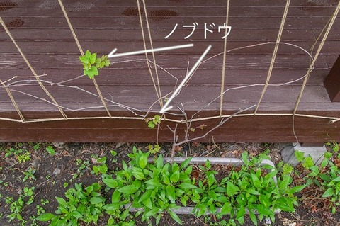20210519midori_nobudou01.jpg